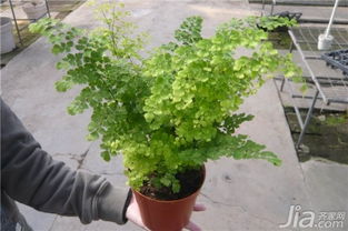 华南的天竺葵， 自由的野生精灵