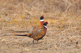 抖音上的热门：甲维盐的推广