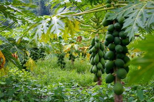 树木生长环境与品种