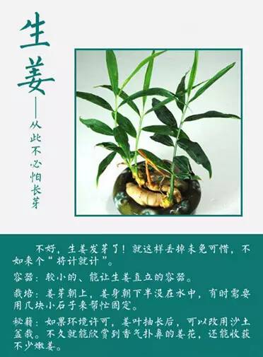 种植大作战