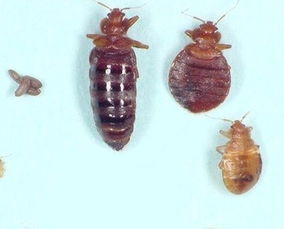 臭虫和螨虫的克星：特定成分的杀虫剂