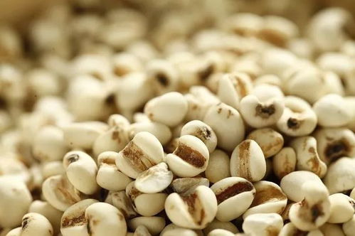 注意事项：薏米和绿豆发芽的小秘密