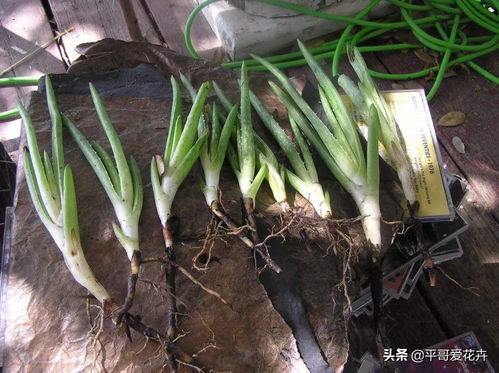 水培芦荟有哪两种方法？分别应该如何操作才能让芦荟健康成长