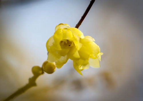 培养土的配制：蜡梅的土的乐园