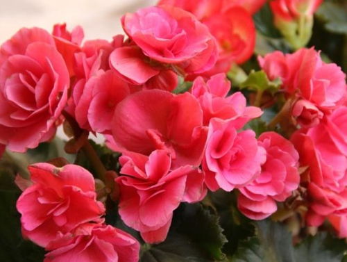 夏季海棠花掉叶子的谜团