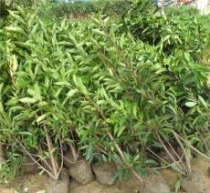 那2米的法国冬青，又得多少钱呢？