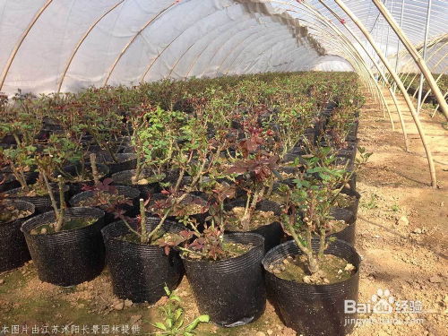 第一步：掰枝条