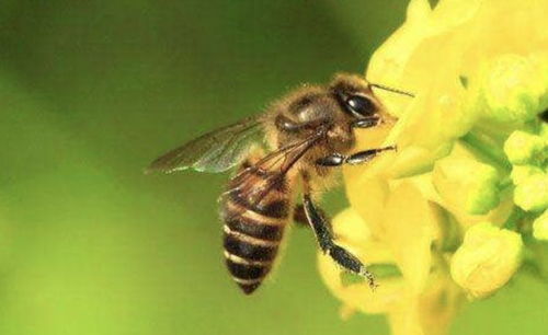 紫苏：药食两用的佳品