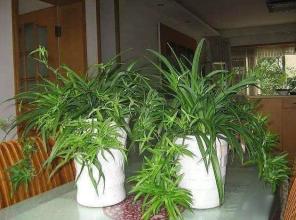 吊兰养眼， 叶片不黄枯的秘密