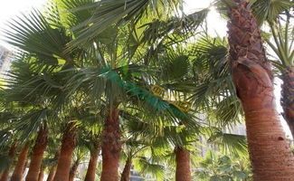 棕榈树的生长环境