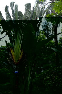 芭蕉：低调而实用的伙伴