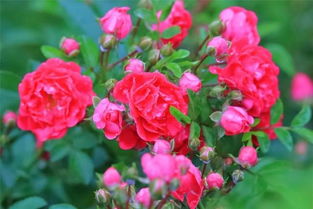 蔷薇花的浓香之谜