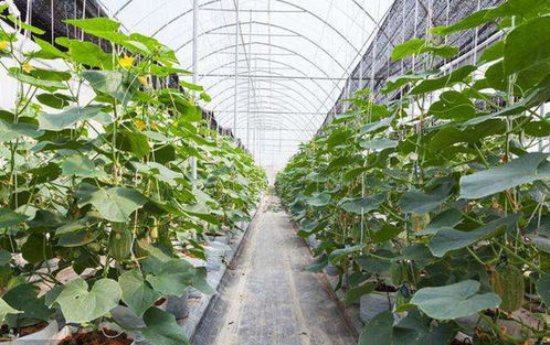 黄泥土种植蔬菜小攻略