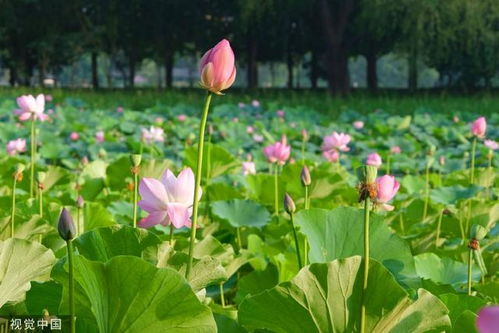 适合黑龙江种植的荷花品种