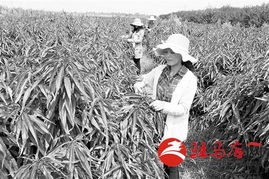 修剪、整形，让苗木geng精神！