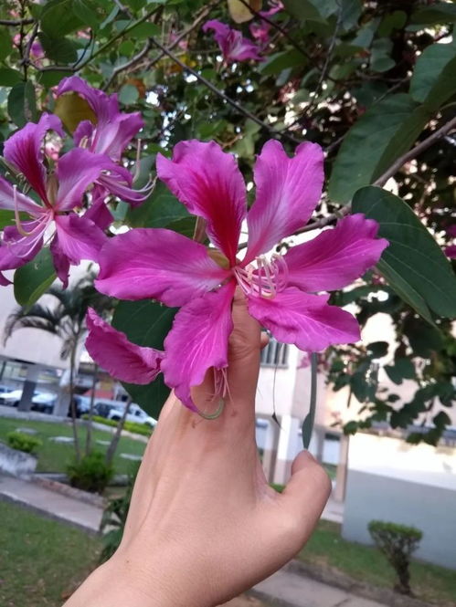 紫荆花与花生：一段奇妙的缘分