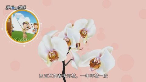 白玉兰与白兰花的那些事儿