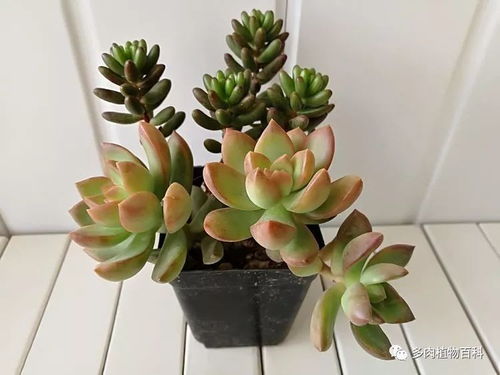 养好黄丽的第一招：阳光充足