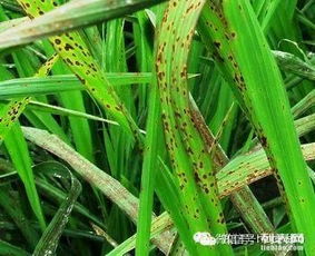 选择合适的杀菌剂