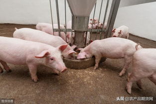 豆粕喂中猪的配比和瘦肉型育肥猪预混料的配比有何不同？