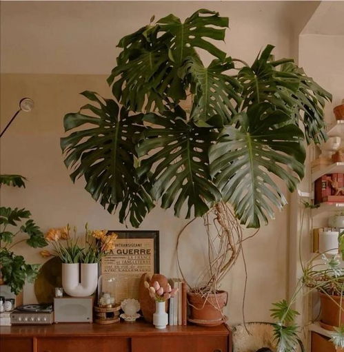 探究四种花中Zui怕晒的植物