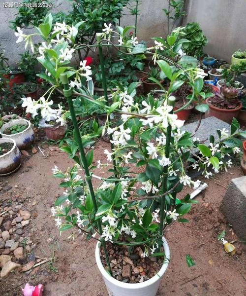 风车茉莉：轻柔的花香， 拱门下的诗意