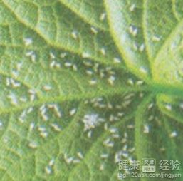 百菌清喷花对人体有害吗？