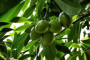 三、 920赤霉素对果实品质的影响