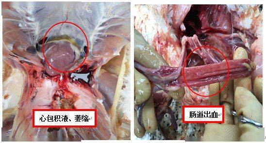 猪肺疫有哪些典型症状和有效的防控方法？