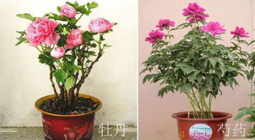 牡丹花能嫁接吗？老花匠教你嫁接的诀窍