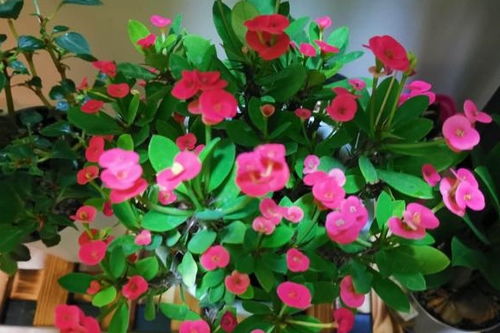 生根粉，梅花扦插的神秘武器