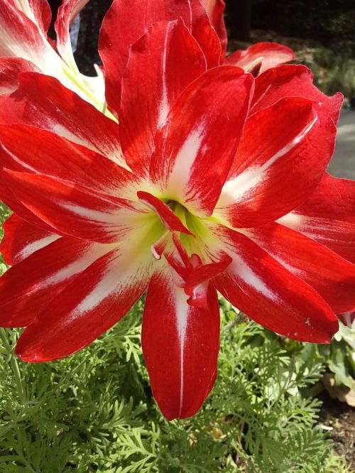 朱顶红——爆款花卉之王，一花独艳！