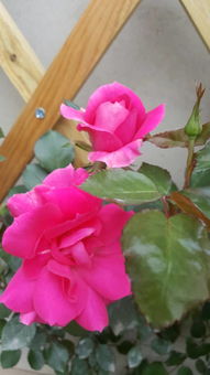 如何避免月季花不对版？