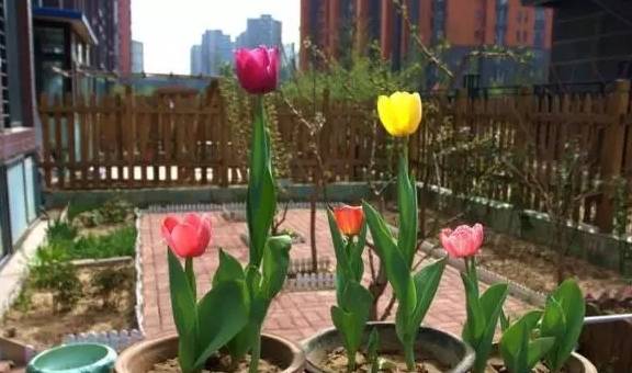 郁金香——冬日里的璀璨明珠