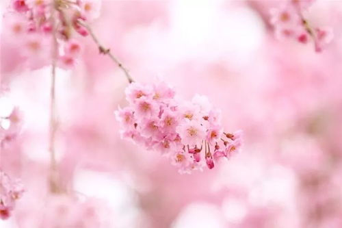 樱花：短暂的花期