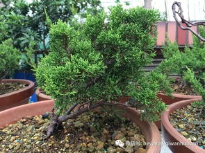 黑松多杆修剪大揭秘！