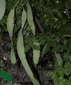 皂角种子：沉默的见证者