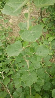 盐碱地种什么好？这些植物在盐碱地也能长得好