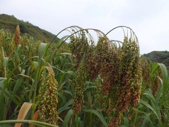 红枣、沙棘、黄芪，谁才是黄金作物？