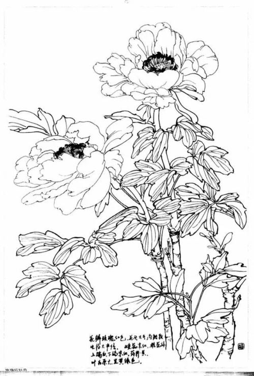 牡丹花素描，这幅作品究竟有何独特之处