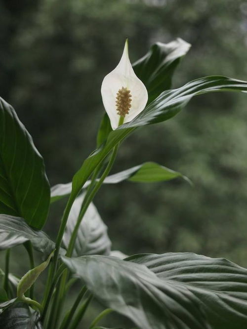 白芷花语中“美丽与高洁”的寓意传承至今