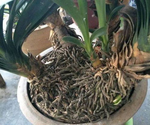 填土技巧， 得讲究方法