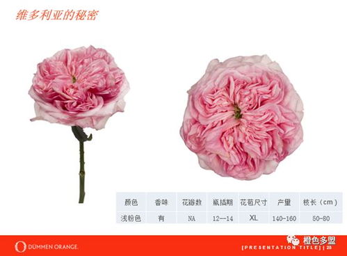 荷兰橙色多盟集团(Dümmen Orange)月季育种技术揭秘