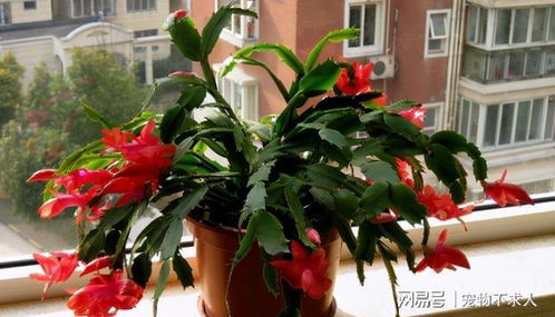 蟹爪兰：透水透气，根系不烂