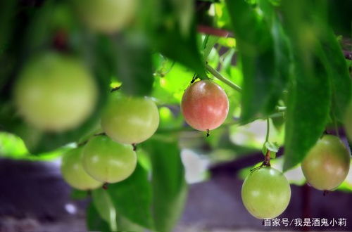 百香果新吃法？别只吃果肉