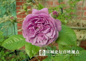 忧郁男孩月季：那抹紫色的忧郁与魅力