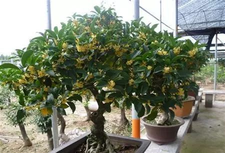 桂花盆景冬天如何养护？如何让它在寒冷季节保持生机