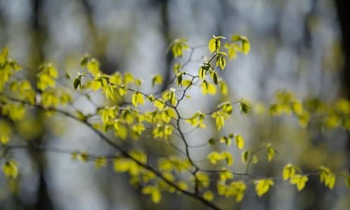 绿植与人的故事