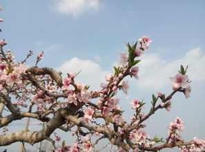 温度戏法， 桃花春意盎然