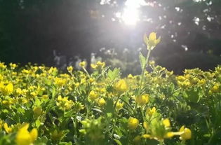 野生菊花怎么拍好看？构图技巧让你拍出大片感